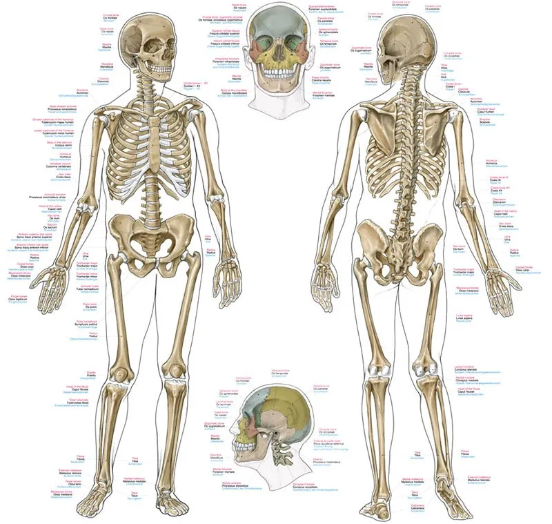 Anatomie poster Skelet Groot 70 x 100 cm