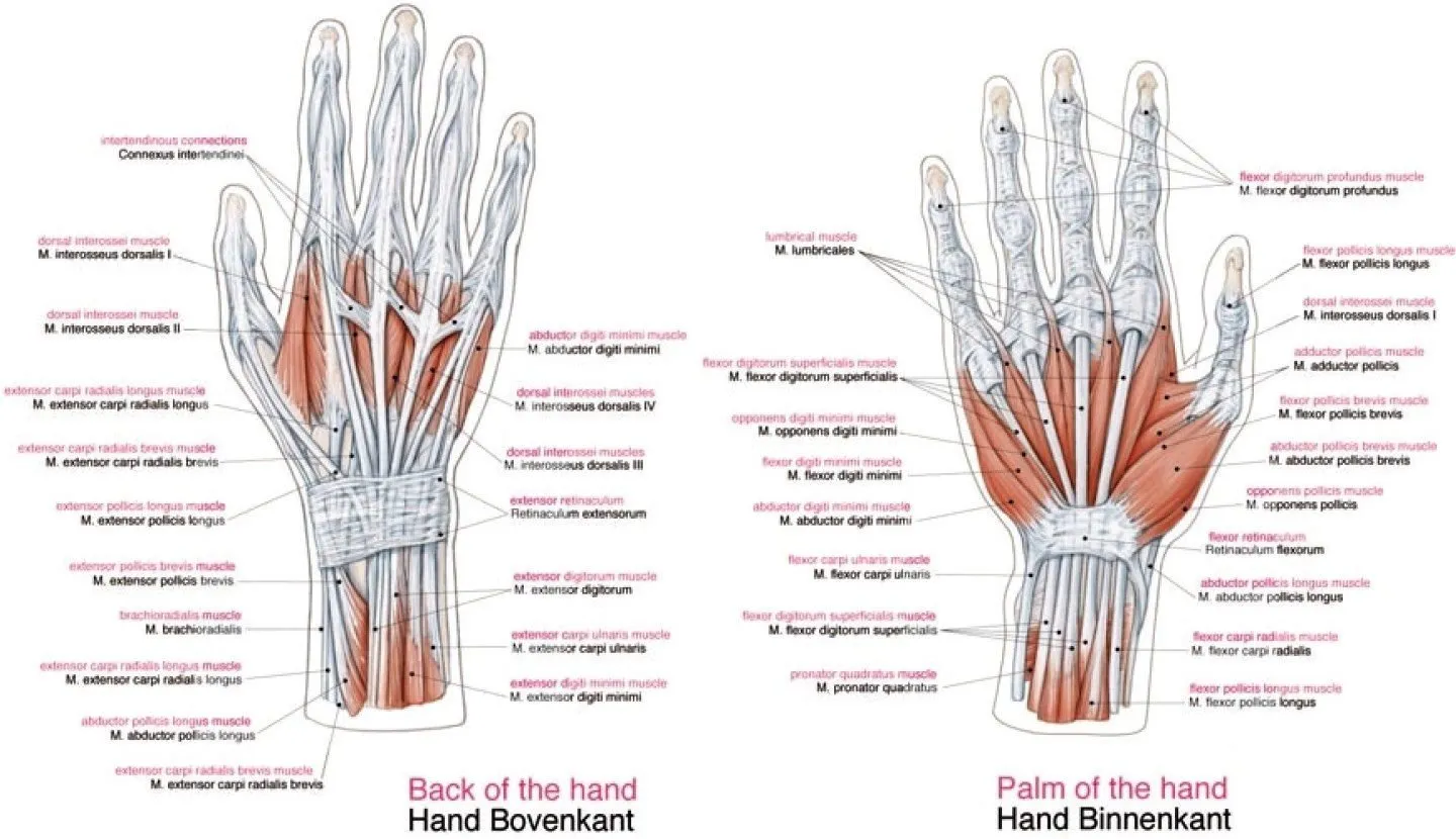 Anatomie poster Spieren Groot 70 x 100 cm
