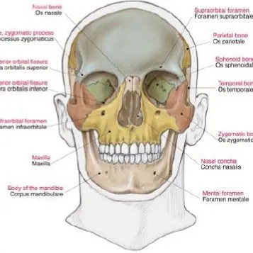 Anatomie poster Skelet Groot 70 x 100 cm