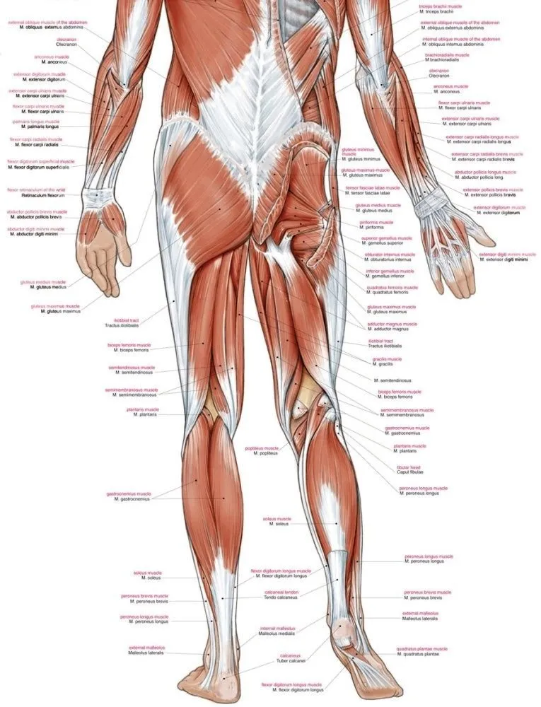 Anatomie poster Spieren Groot 70 x 100 cm