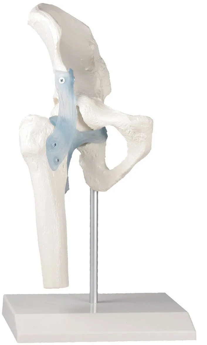 Heupgewricht met banden anatomie model