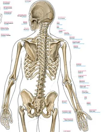 Anatomie poster Skelet Groot 70 x 100 cm