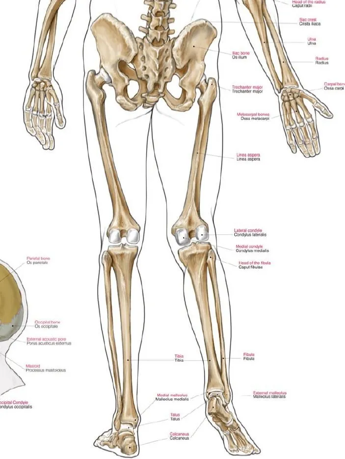 Anatomie poster Skelet Groot 70 x 100 cm