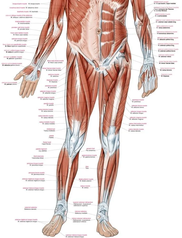 Anatomie poster Spieren Groot 70 x 100 cm