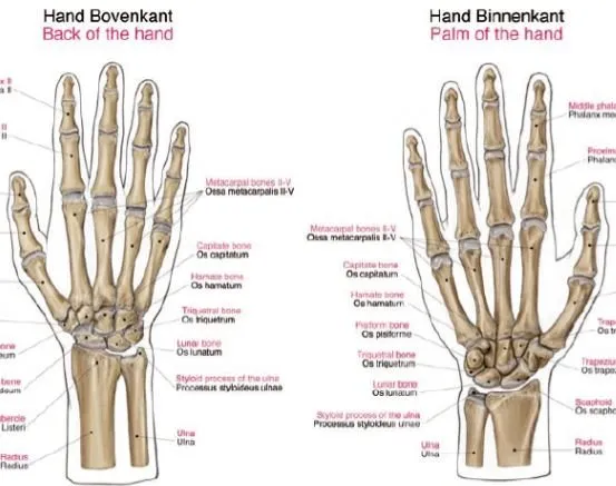Anatomie poster Skelet Groot 70 x 100 cm