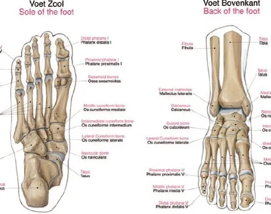 Anatomie poster Skelet Groot 70 x 100 cm