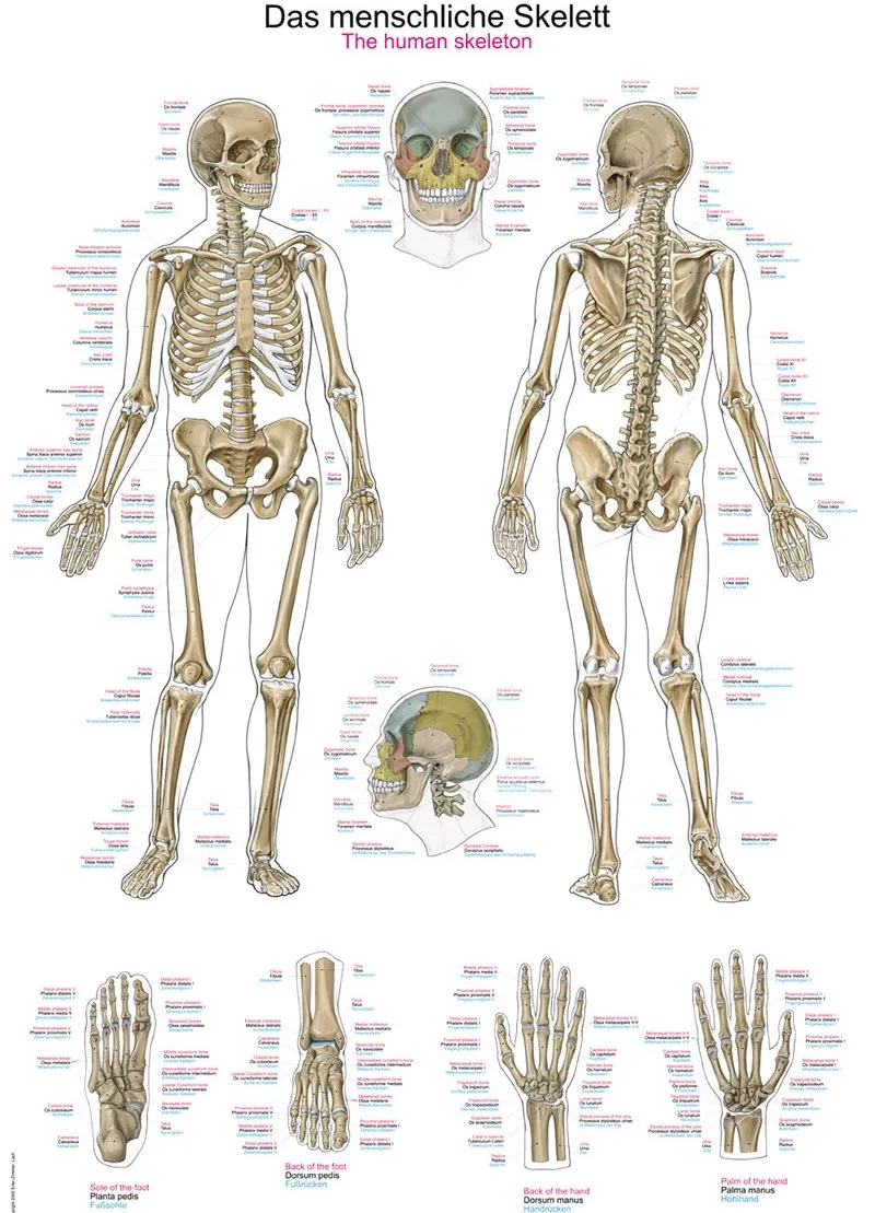 Anatomie poster Skelet Groot 70 x 100 cm