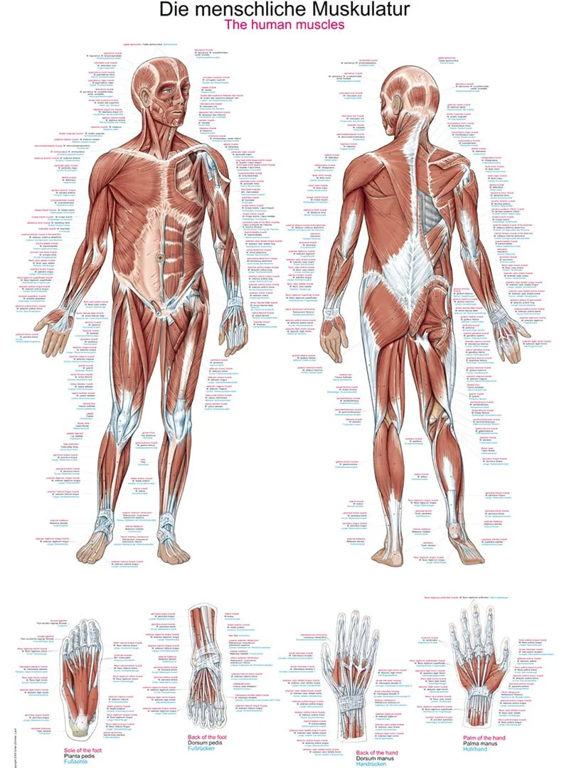 Anatomie poster Spieren Groot 70 x 100 cm