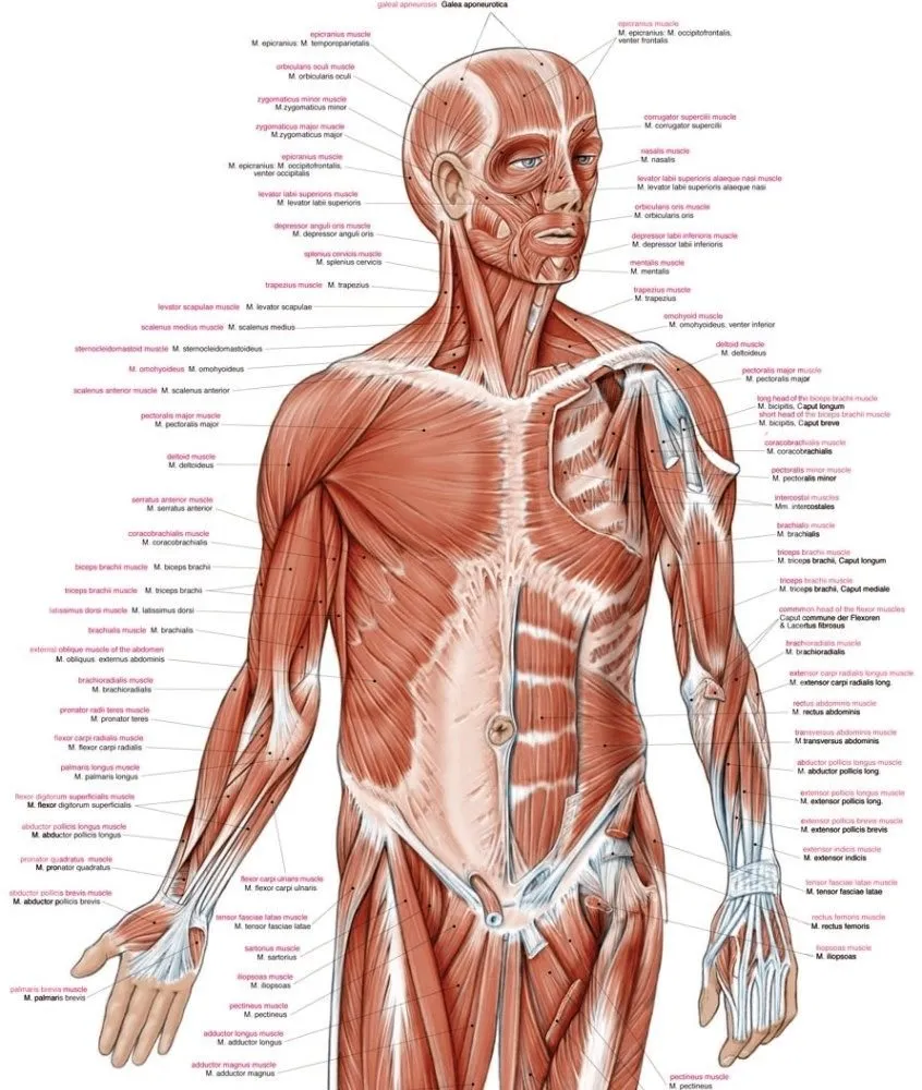 Anatomie poster Spieren Groot 70 x 100 cm
