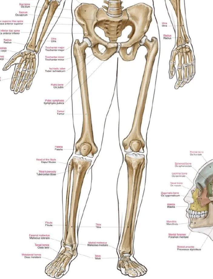 Anatomie poster Skelet Groot 70 x 100 cm