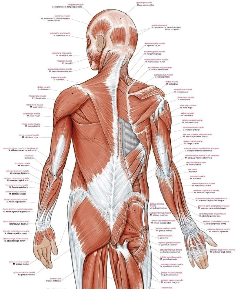 Anatomie poster Spieren Groot 70 x 100 cm